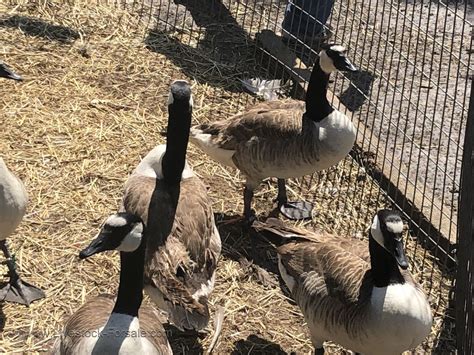delivery is 100 Secured and. . Geese for sale near me